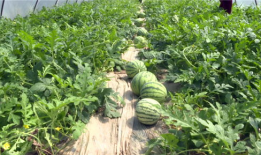 射阳吃瓜最新事件爆料,揭秘背后惊人真相